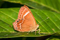 Broad-banded Judy Abisara latifasciata