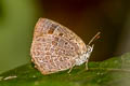 Broad-banded Oakblue Arhopala asinarus asinarus