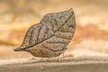 Broad-banded Oakblue Kallima incognita