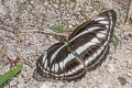 Broad-banded Sailor Neptis sankara guiltoides