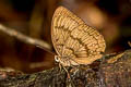 Broad-striped Faun Faunis kirata