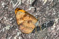 Broad-striped Lascar Pantoporia sandaka davidsoni (Extra Lascar)