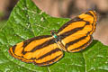 Broad-striped Lascar Pantoporia sandaka davidsoni (Extra Lascar)