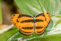 Broad-striped Lascar Pantoporia sandaka davidsoni (Extra Lascar)