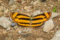 Broad-striped Lascar Pantoporia sandaka davidsoni (Extra Lascar)