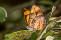 Broad-striped Lascar Pantoporia sandaka davidsoni (Extra Lascar)