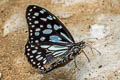 Broad Blue Tiger Tirumala limniace limniace