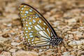 Broad Blue Tiger Tirumala limniace limniace