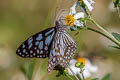 Broad Blue Tiger Tirumala limniace limniace