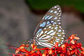 Broad Blue Tiger Tirumala limniace limniace