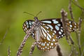 Broad Blue Tiger Tirumala limniace limniace