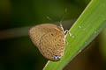 Broad Yellow Oakblue Arhopala amphimuta amphimuta (Malay Arched Oakblue)