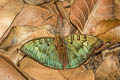 Bronze Duke Euthalia nara kalawrica