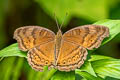 Brown Pansy Junonia hedonia ida