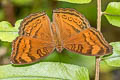 Brown Pansy Junonia hedonia ida