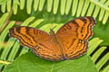 Brown Pansy Junonia hedonia ida