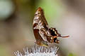 Brown Gorgon Meandrusa lachinus aribbas
