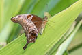 Brown Gorgon Meandrusa lachinus aribbas