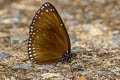 Brown King Crow Euploea klugii erichsonii