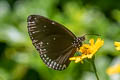 Brown King Crow Euploea klugii erichsonii