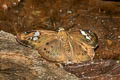 Brown Pied Flat Coladenia agni sundae (Conjoin-spotted Pied Flat)