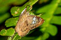 Brown Pied Flat Coladenia agni sundae (Conjoin-spotted Pied Flat)