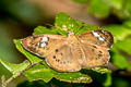 Brown Pied Flat Coladenia agni sundae (Conjoin-spotted Pied Flat)