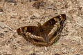 Brown Prince Rohana parvata