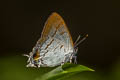 Brown Tit Hypolycaena thecloides thecloides