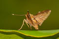 Brush Flitter Hyarotis microstictum microstictum (Brush Tree Flitter)