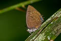 Buddha Oakblue Arhopala buddha cooperi (Cooper's Oakblue)