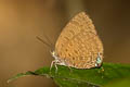 Buddha Oakblue Arhopala buddha cooperi (Cooper's Oakblue)