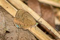 Buddha Oakblue Arhopala buddha cooperi (Cooper's Oakblue)