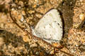 Burmese Straight-wing Blue Orthomiella pontis pontis