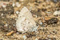 Burmese Straight-wing Blue Orthomiella pontis pontis