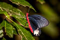 Burmese Batwing Atrophaneura varuna zaleucus