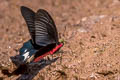 Burmese Batwing Atrophaneura varuna zaleucus