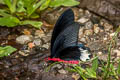 Burmese Batwing Atrophaneura varuna zaleucus