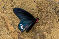 Burmese Batwing Atrophaneura astorion zaleucus