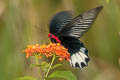 Burmese Batwing Atrophaneura varuna zaleucus