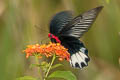 Burmese Batwing Atrophaneura astorion zaleucus