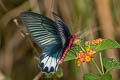 Burmese Batwing Atrophaneura varuna zaleucus
