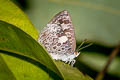 Burmese Bushblue Arhopala birmana birmana