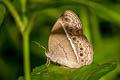Burmese Bushbrown Mycalesis perseoides