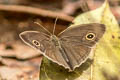 Burmese Bushbrown Mycalesis perseoides