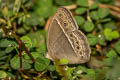 Burmese Bushbrown Mycalesis perseoides