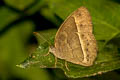 Burmese Bushbrown Mycalesis perseoides