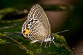 Burmese Cerulean Jamides philatus subditus