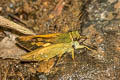 Burmese Forest Darter Ochlodes siva karennia (Assam Darter)