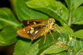 Burmese Forest Darter Ochlodes siva karennia (Assam Darter)